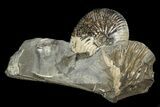 Hoploscaphites Brevis Ammonite - #44018-1